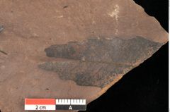 Foto (Detailsansicht) von Quercus palaeoilex Ettingshausen (NHMW-GEO-2024-0188-0892)